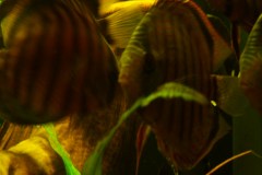 lots-of-discus-fish-green-tank0885
