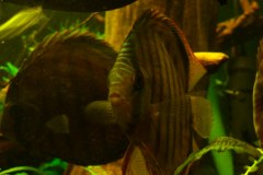 lots-of-discus-fish-green-tank0886