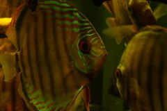 lots-of-discus-fish-green-tank0887