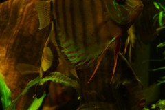 lots-of-discus-fish-green-tank0888