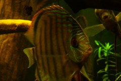lots-of-discus-fish-green-tank0889