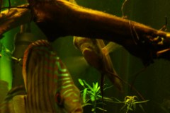 lots-of-discus-fish-green-tank0890