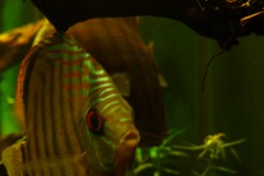 lots-of-discus-fish-green-tank0891