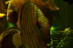 lots-of-discus-fish-green-tank0892