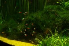 lots-of-discus-fish-green-tank0902