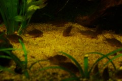 lots-of-discus-fish-green-tank0903