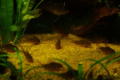 lots-of-discus-fish-green-tank0904
