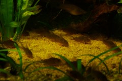 lots-of-discus-fish-green-tank0905