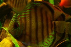 lots-of-discus-fish-green-tank0907