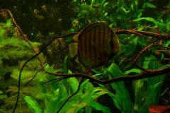 lots-of-discus-fish-green-tank0908