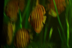 lots-of-discus-fish-green-tank0909