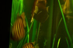 lots-of-discus-fish-green-tank0910