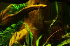 lots-of-discus-fish-green-tank0911