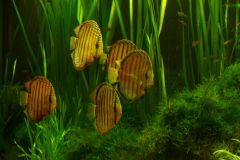 lots-of-discus-fish-green-tank0912