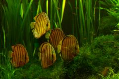 lots-of-discus-fish-green-tank0913