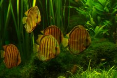 lots-of-discus-fish-green-tank0914