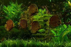 lots-of-discus-fish-green-tank0915