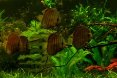 lots-of-discus-fish-green-tank0916