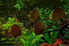 lots-of-discus-fish-green-tank0917