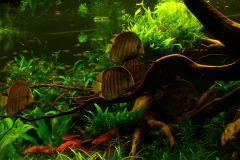 lots-of-discus-fish-green-tank0918