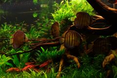 lots-of-discus-fish-green-tank0919