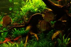 lots-of-discus-fish-green-tank0920