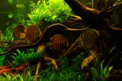 lots-of-discus-fish-green-tank0921