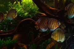 lots-of-discus-fish-green-tank0922