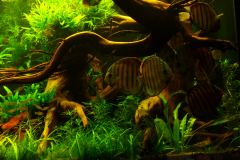 lots-of-discus-fish-green-tank0923