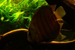 lots-of-discus-fish-green-tank0926