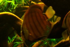 lots-of-discus-fish-green-tank0927