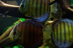 lots-of-discus-fish-green-tank0928