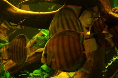 lots-of-discus-fish-green-tank0929
