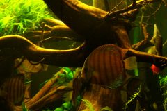 lots-of-discus-fish-green-tank0930