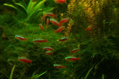 lots-of-discus-fish-green-tank0931