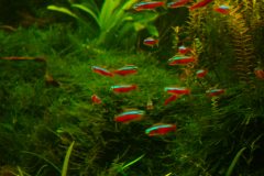 lots-of-discus-fish-green-tank0932