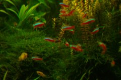 lots-of-discus-fish-green-tank0933