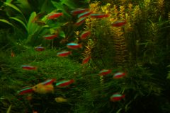 lots-of-discus-fish-green-tank0934