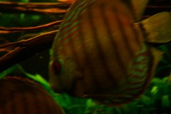 lots-of-discus-fish-green-tank0935