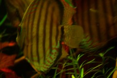 lots-of-discus-fish-green-tank0936