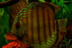 lots-of-discus-fish-green-tank0937