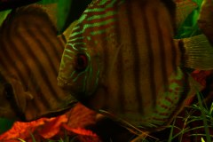 lots-of-discus-fish-green-tank0938