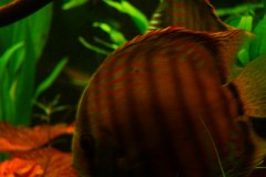 lots-of-discus-fish-green-tank0939