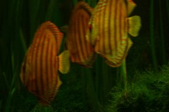 lots-of-discus-fish-green-tank0940