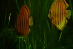 lots-of-discus-fish-green-tank0941