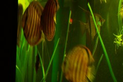 lots-of-discus-fish-green-tank0942