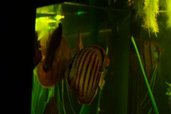 lots-of-discus-fish-green-tank0943