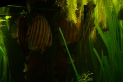 lots-of-discus-fish-green-tank0944