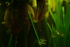 lots-of-discus-fish-green-tank0945