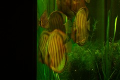 lots-of-discus-fish-green-tank0946